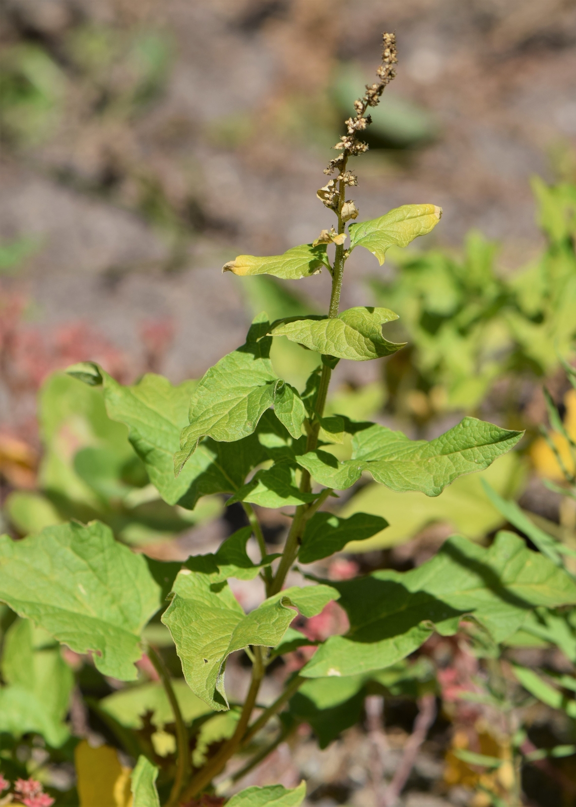 100 GOOD-KING-HENRY Seeds (Chenopodium bonus-henricus) | Free shipping