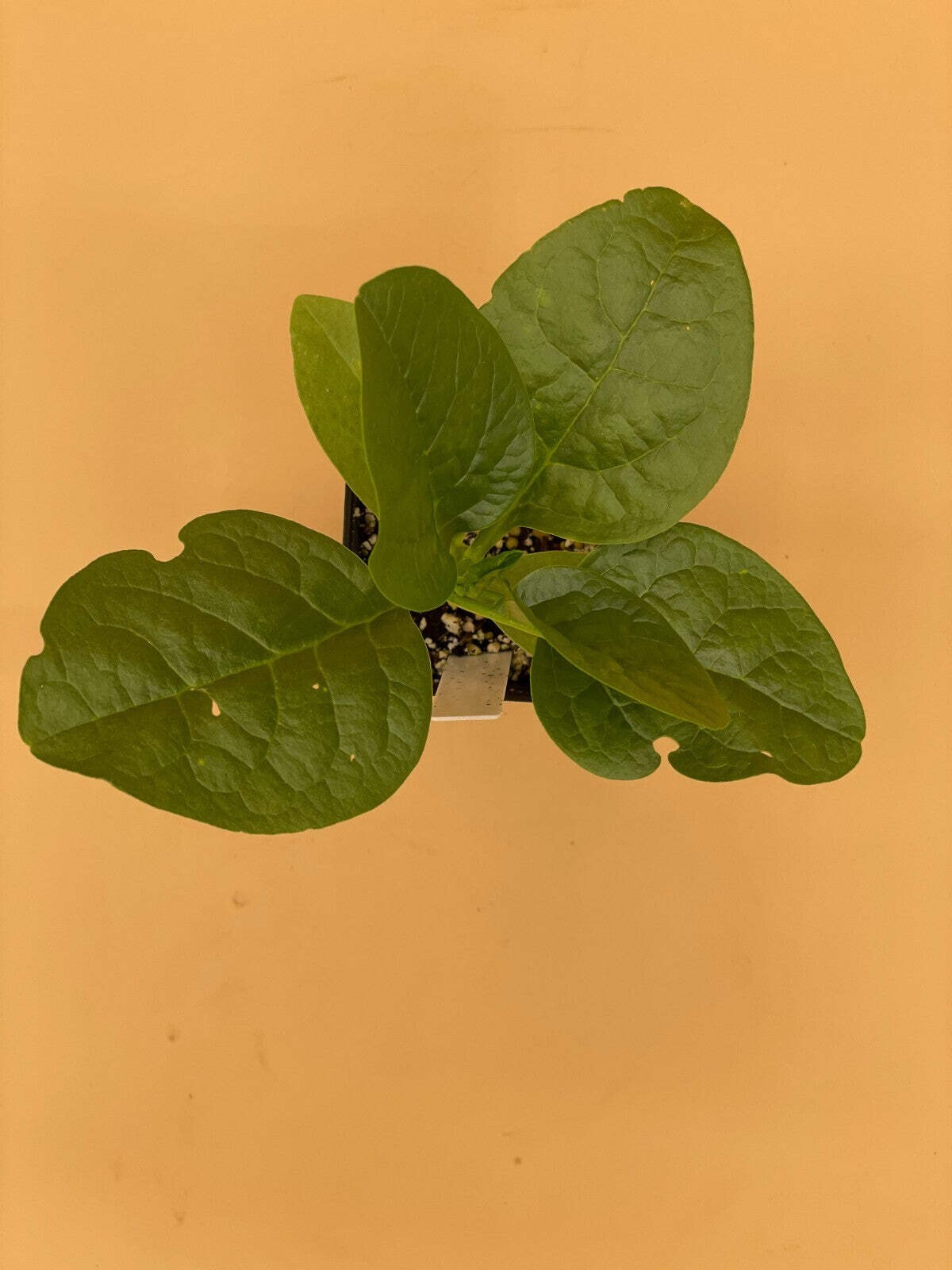 Malabar Spinach Green Live Plant 3″ Starter Plant – Basella rubra Alba