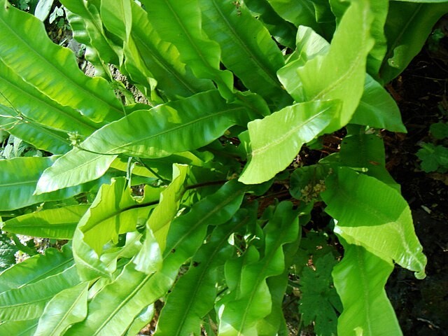 Asplenium scolopendrium | Hart’s Tongue Fern | 50 Spores