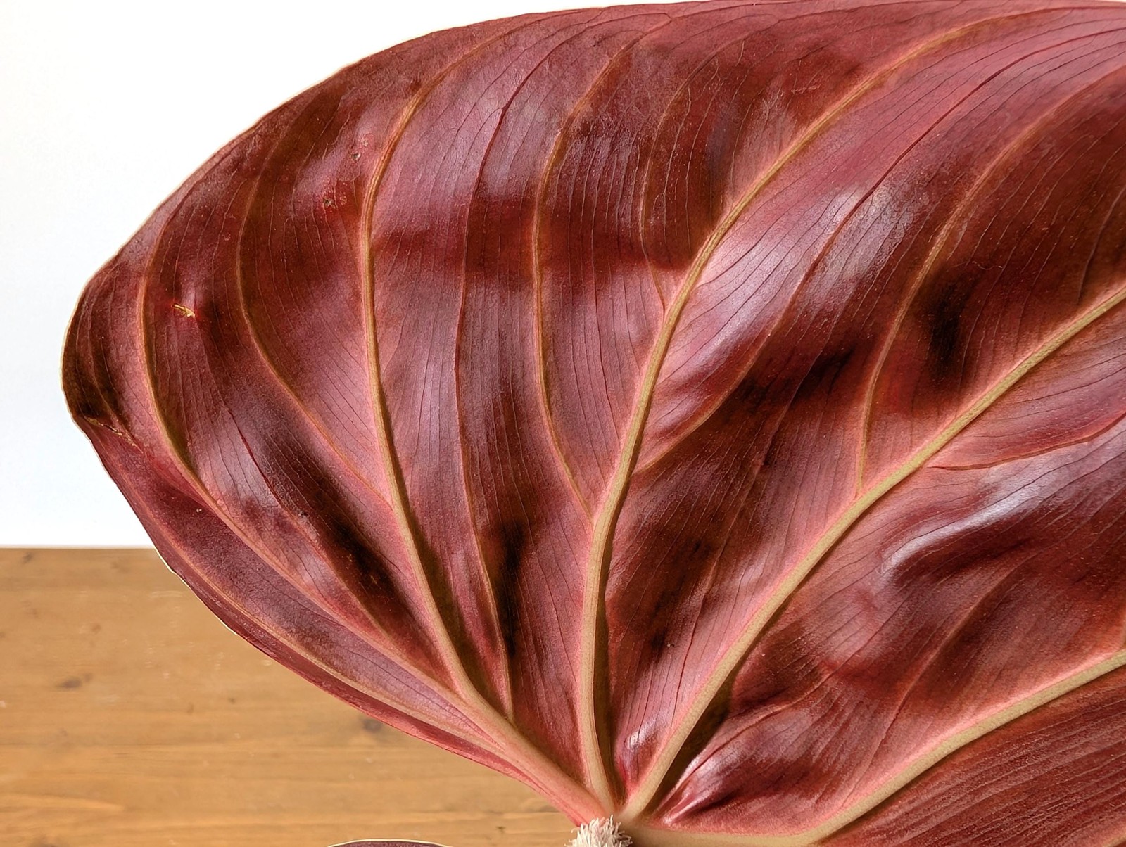 Philodendron Verrucosum ‘Amazon Sunset’ Deep Vibrant Red Backed Velvety Soft