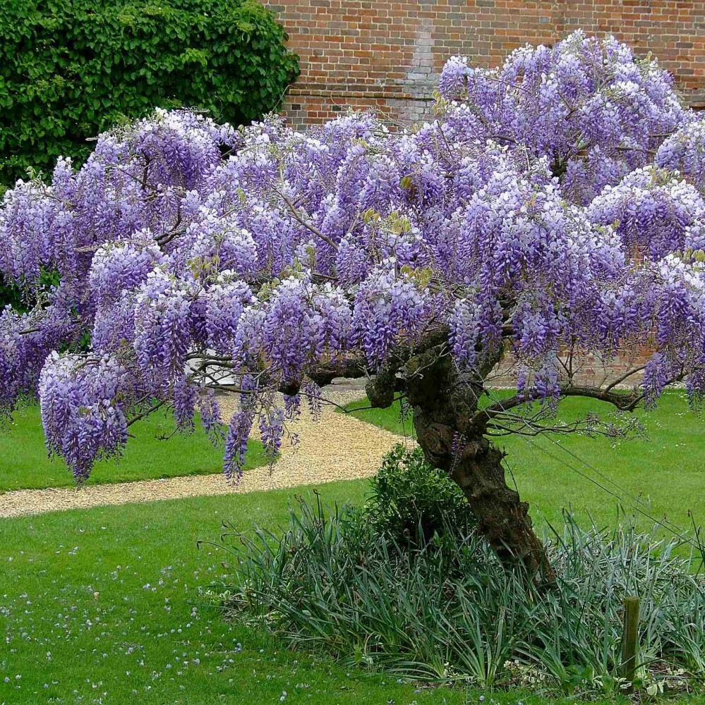 CHINESE BLUE WISTERIA Wisteria Sinensis – 5 SEEDS. FREE S&H