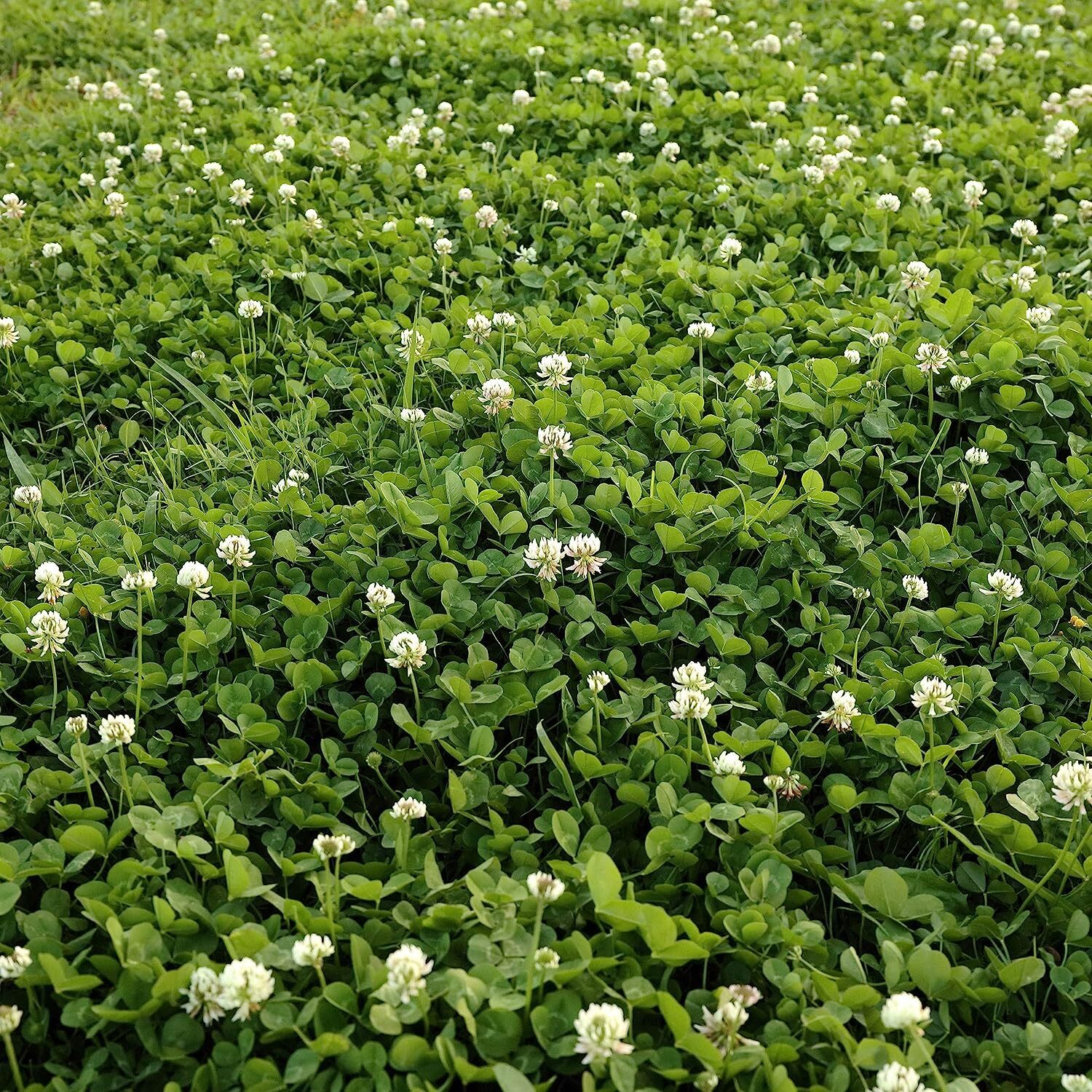 1lb Perennial White Dutch Clover Seed for Erosion Control, Ground Cover, Pasture