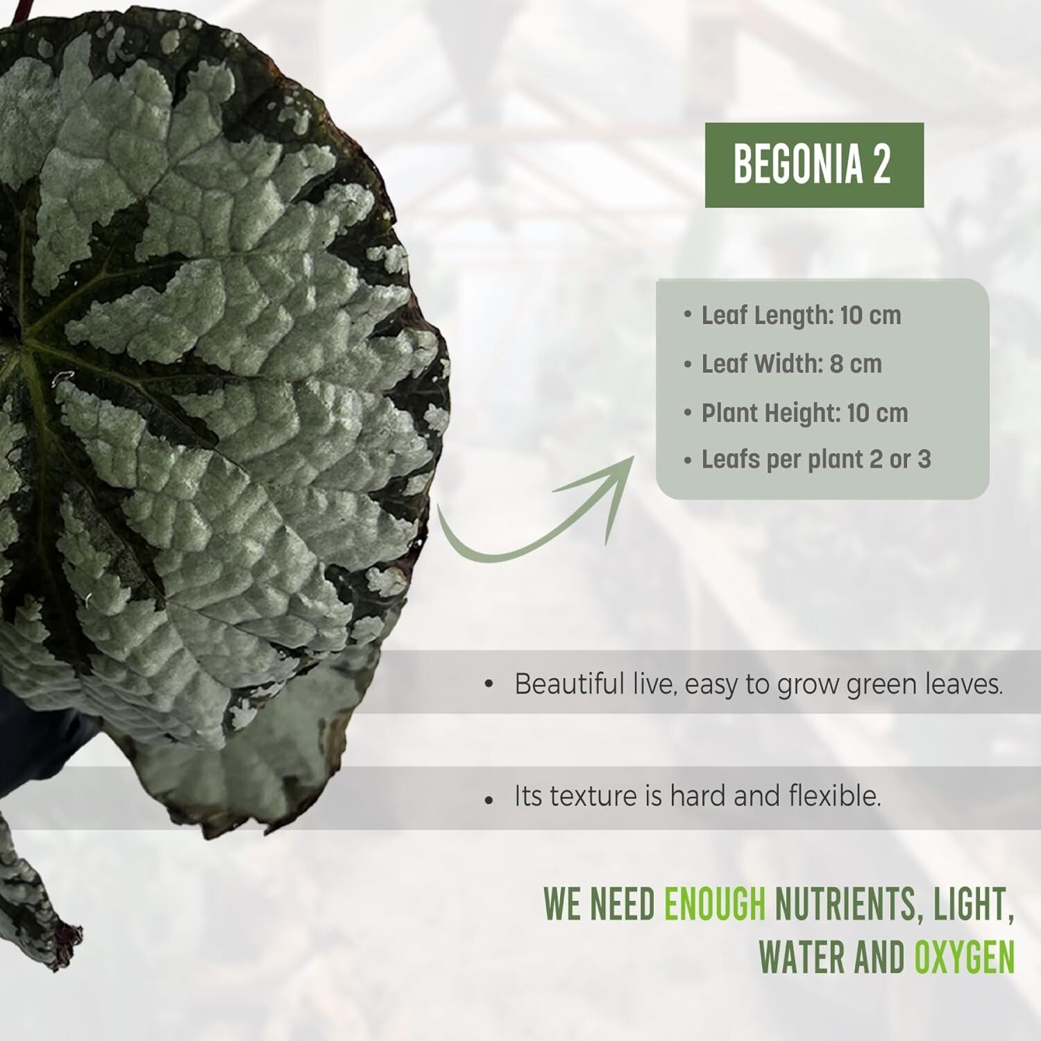 Begonia 2 (Pack of 2) by LEAL PLANTS ECUADOR | Begonia Masoniana Iron Cross