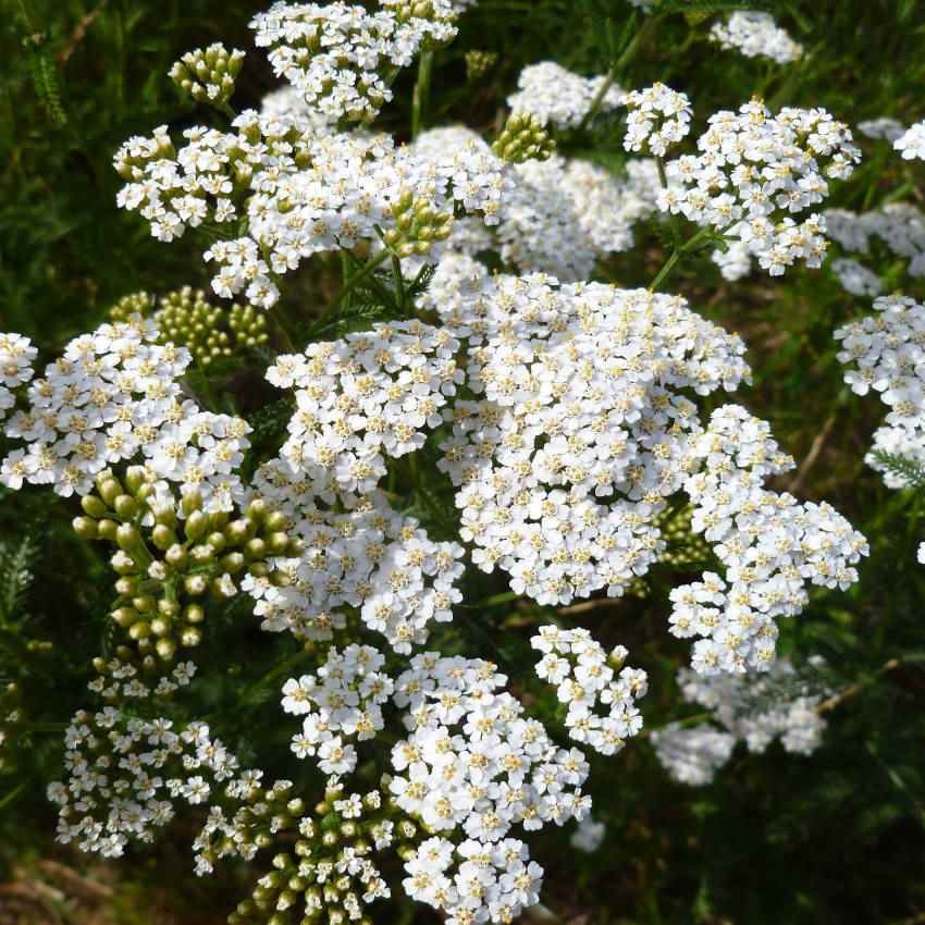 1 LB Achillea White Yarrow Seeds For Planting | Yarrow Wild Flower Seeds