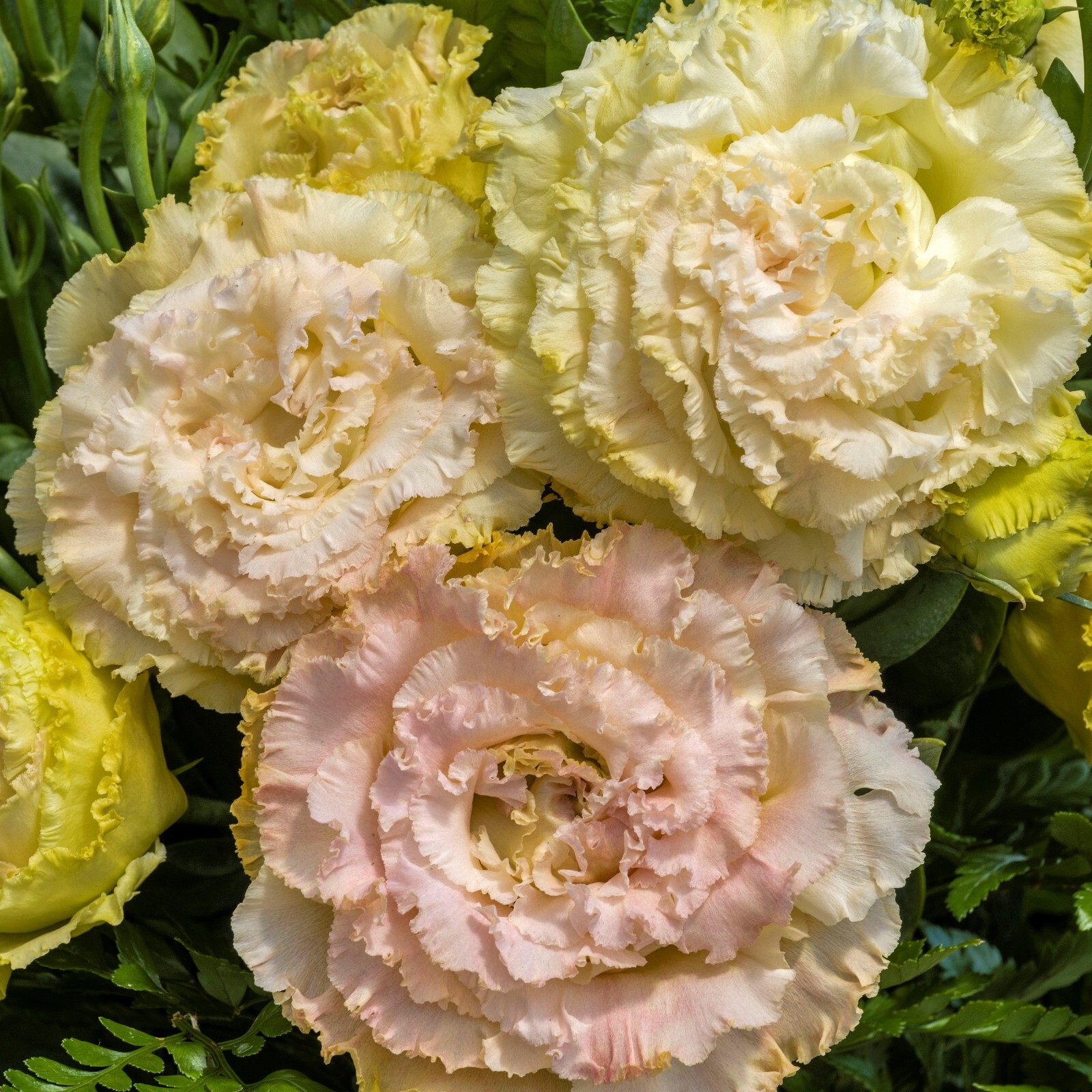 Lisianthus Live Plant, Healthy Starter, Mother’s Day Edition