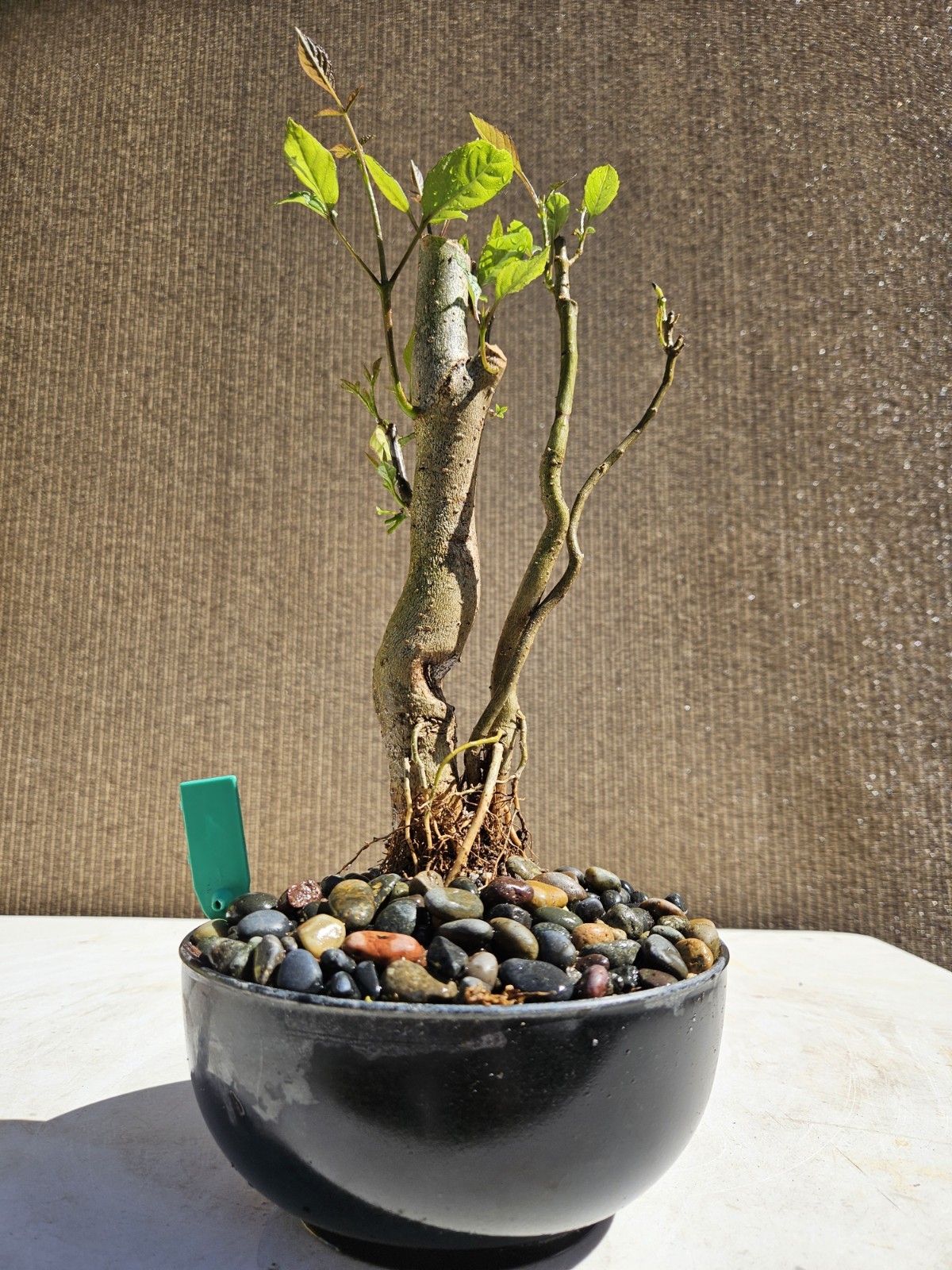 Old European Ash Bonsai Tree,,, SALE