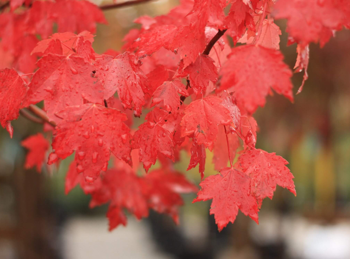Sun Valley Maple Tree – Live Red Maple in Gallon Pot (2–4′ Tall)