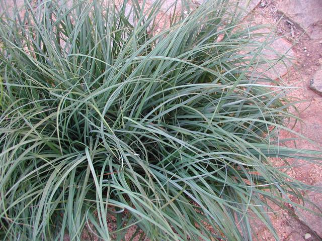 Carex flacca – Blue Sedge 25 Plants in 3-1/2 inch Pots