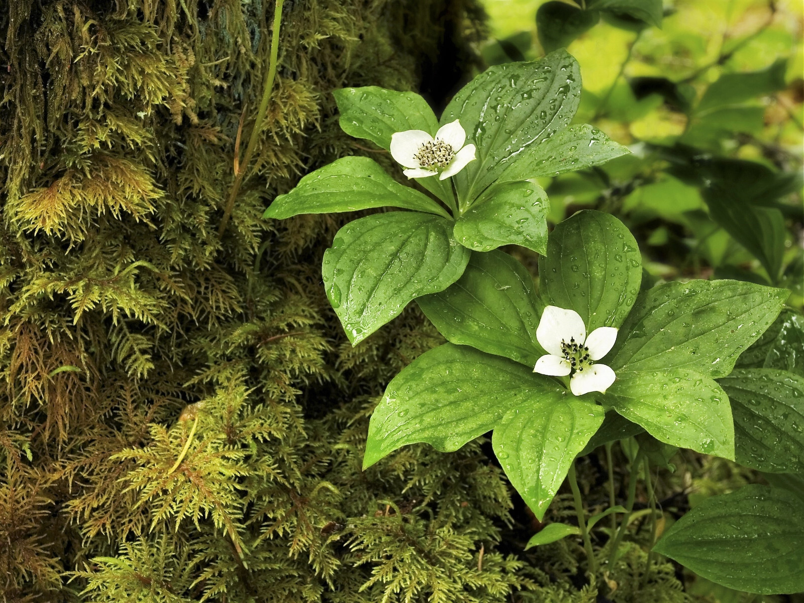 15 WESTERN BUNCHBERRY Alaskan Dogwood Cornus Unalaschkensis White Sun Shade Seed
