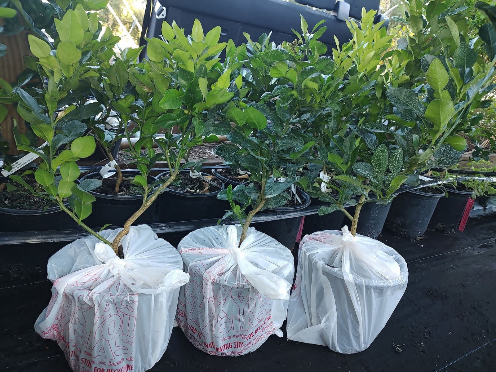 Kaffir Lime Tree Live Plant – Healthy Potted Citrus 24 Inches Tall