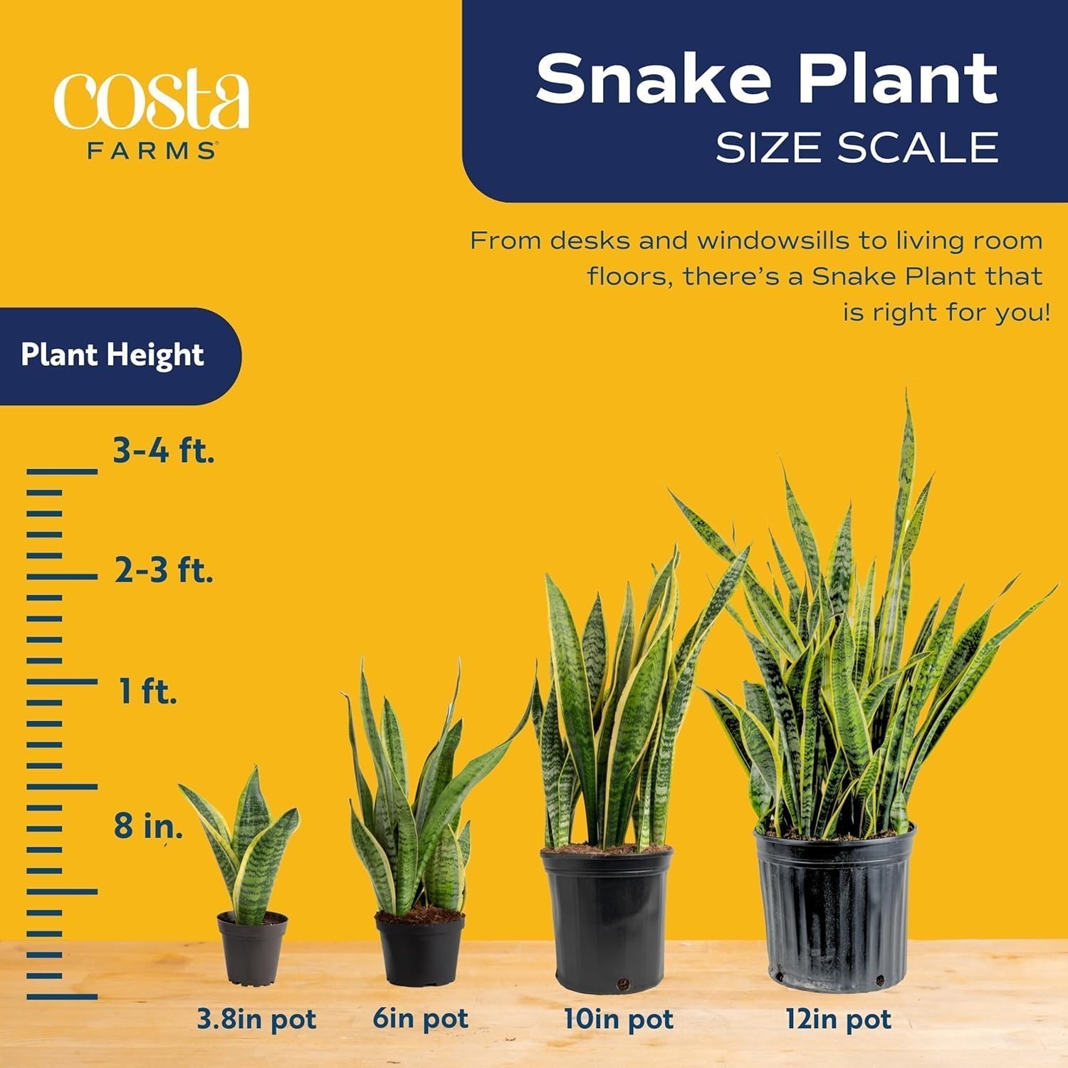 Snake Plant, Live Plants in Plastic Pots, Easy to Maintain, Air Purifying Ind…