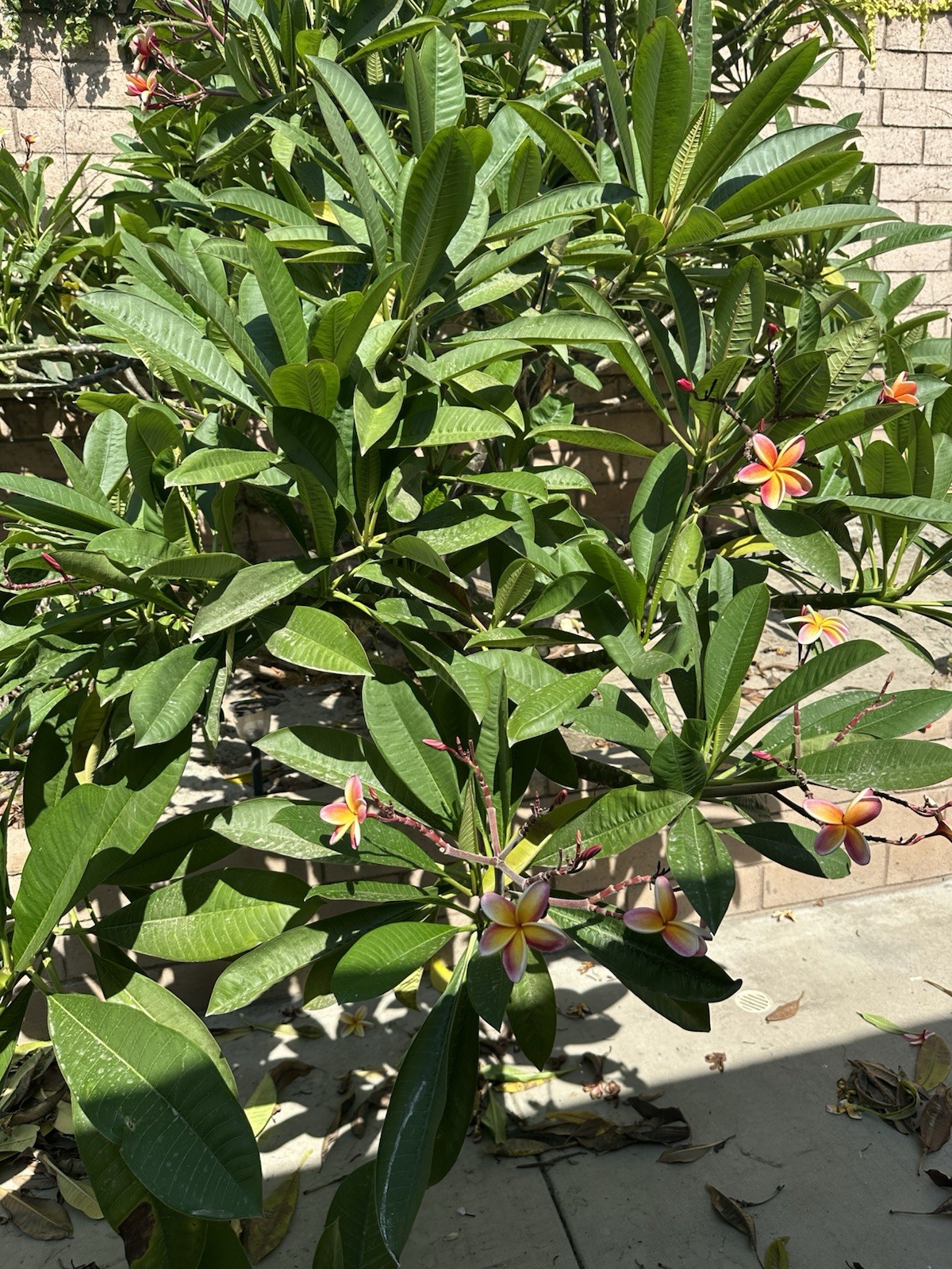 Rare Rainbow Plumeria Flowering Outdoor Tropical Perennial Tree 10” cutting