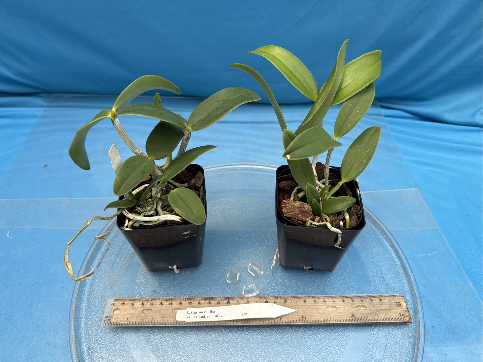 Cattleya Lacey Michelle Matherne (tigrina Alba X aclandiae Alba) Orchid 4” Pot