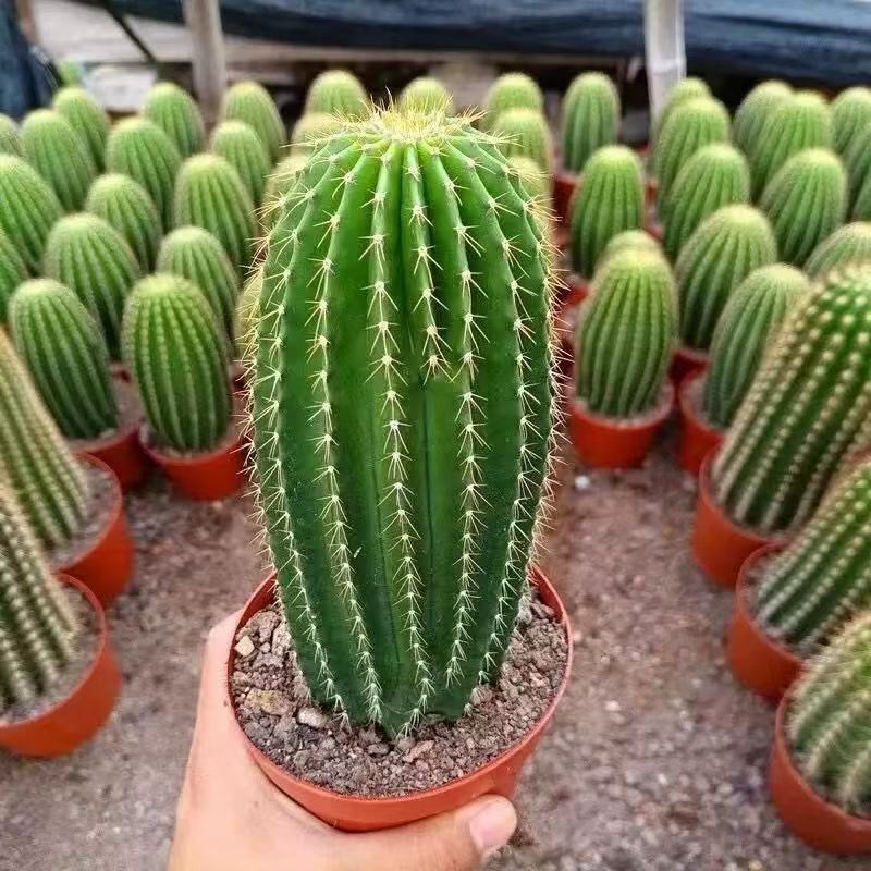 Neobuxbaumia polylopha Starter Plants Rare Columnar Cacti Succulent Live Plant