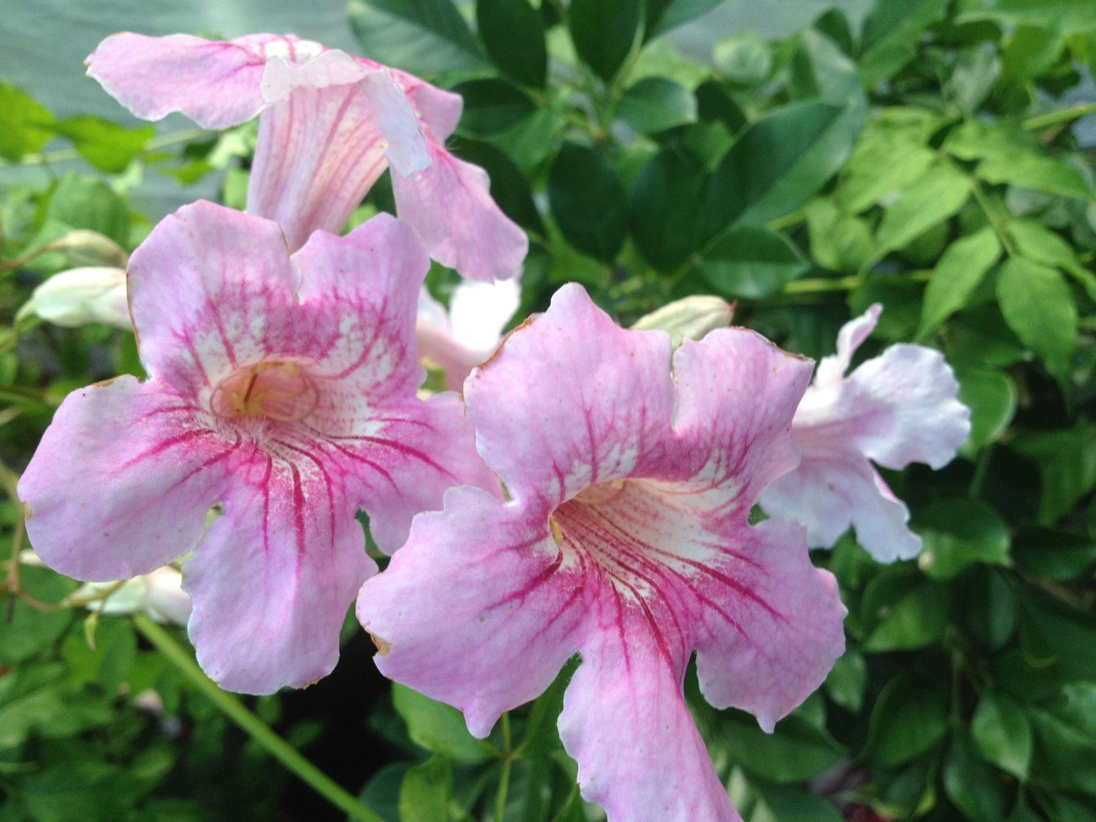 QUEEN of SHEBA Podranea Vine Tropical Plant Fast Grower Fragrant Pink Trumpet