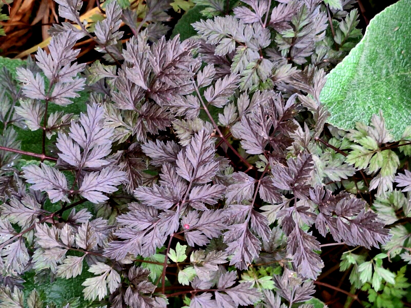 BLACK COW PARSLEY 50 SEEDS, ANTHRISCUS SYLVSTRIS RAVINSWING, MARIESGREENGARDEN