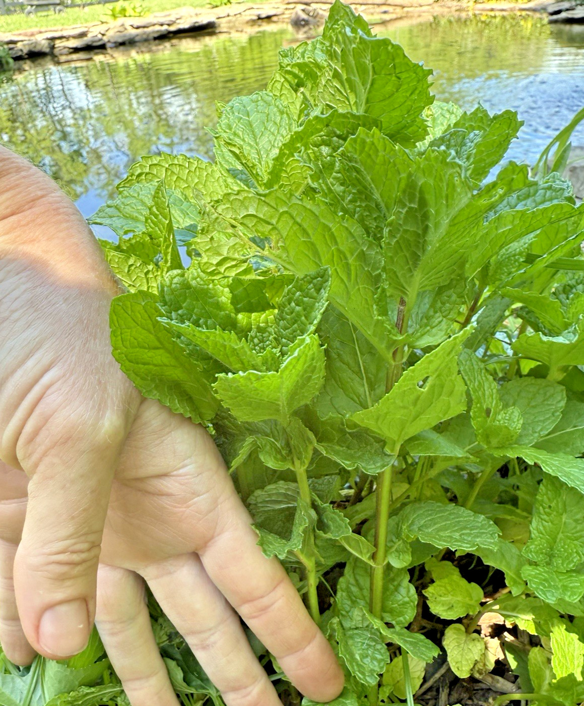 6+ Live Spearmint MINT Healthy Plants Fresh Culinary Herb Rooted Starter Plugs