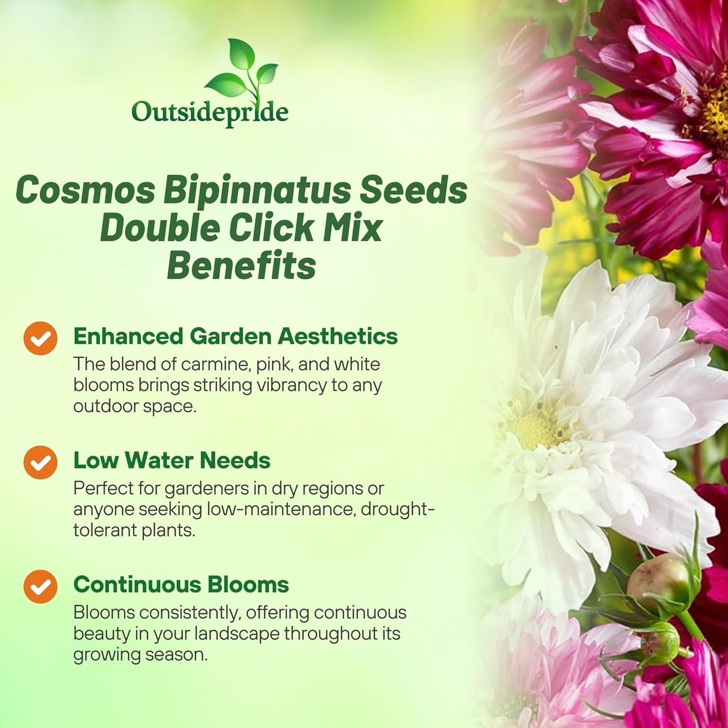 50 Seeds Drought Tolerant Cosmos Bipinnatus Double Click Garden Flower Plant