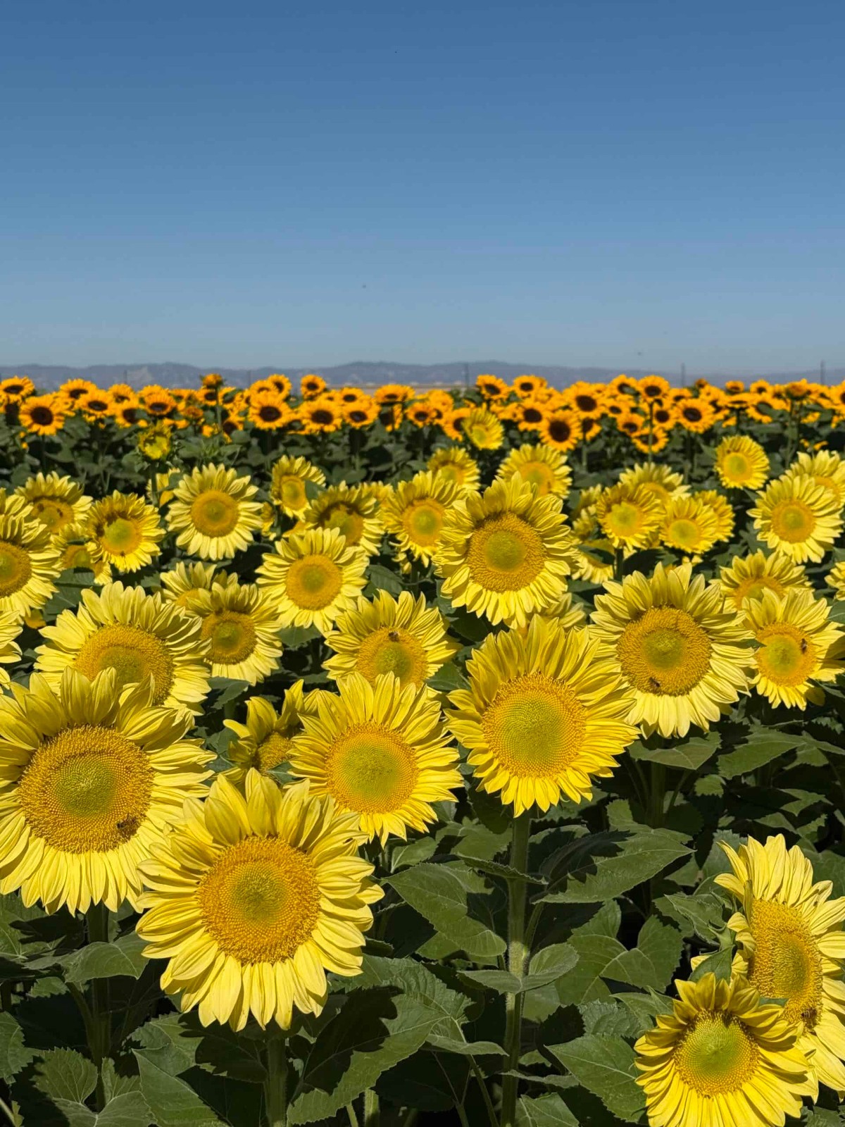 ProCut Lemon Lite Sunflower New for 2026! 10 Seeds Free Shipping!