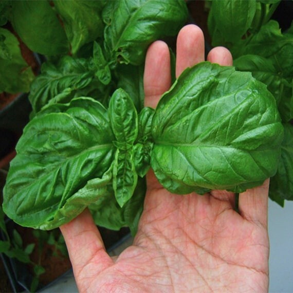 350+ Organic Non-GMO Large Leaf Italian Basil Seeds- Seeds Of Tomorrow