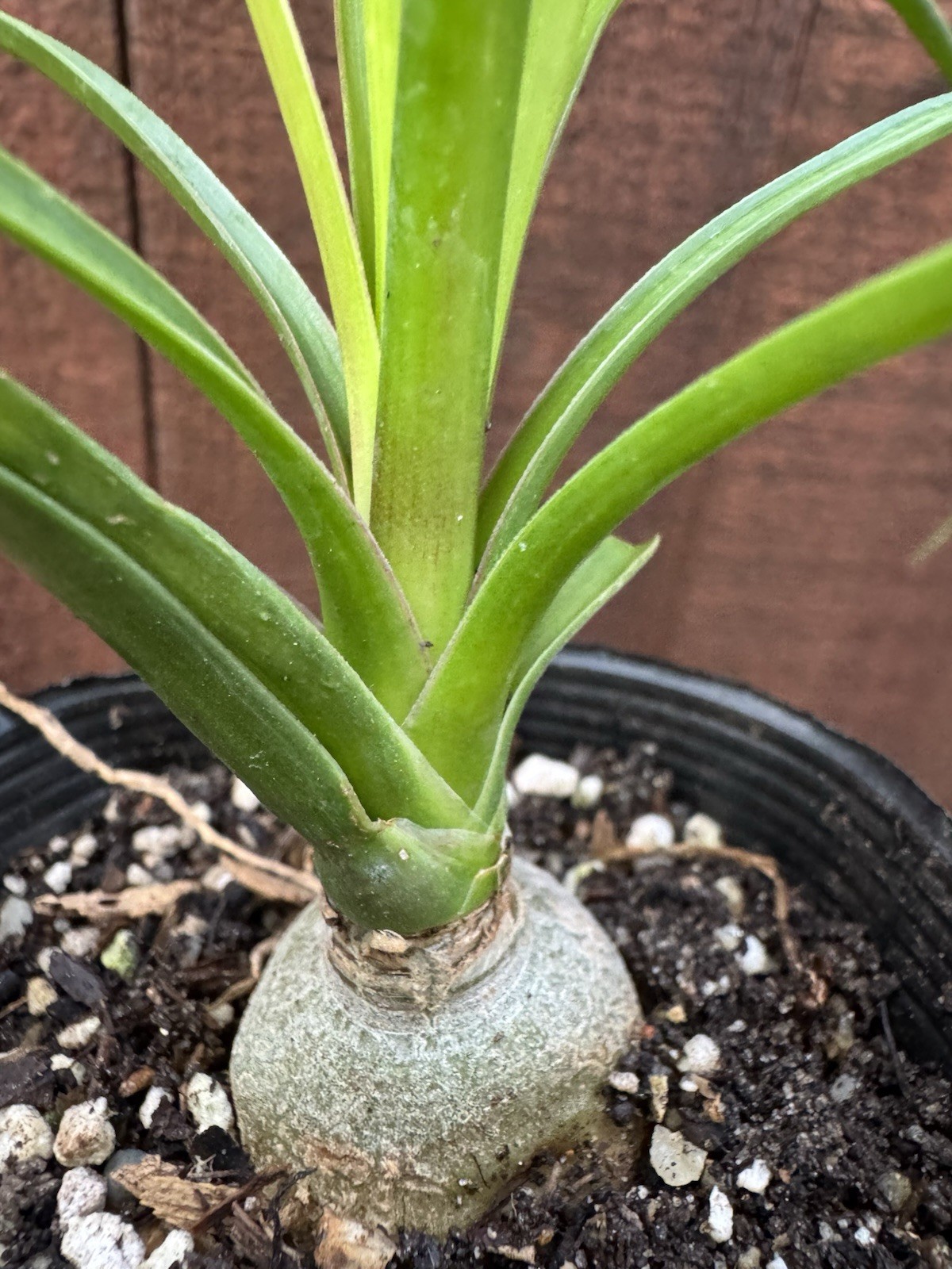 Beaucarnea recurvata Elephant Foot
