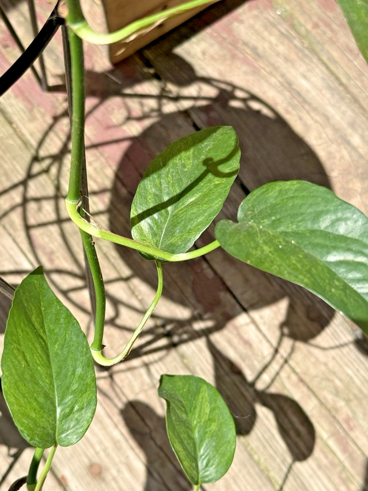 Epipremnum Pinnatum Mint – 3 x 1 Leaf 1 Node Cuttings, – RARE PLANT
