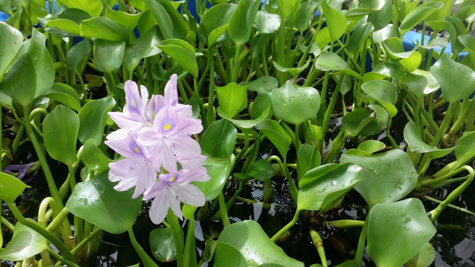 Live Water Hyacinth Tropical Aquatic Surface Pond Plant