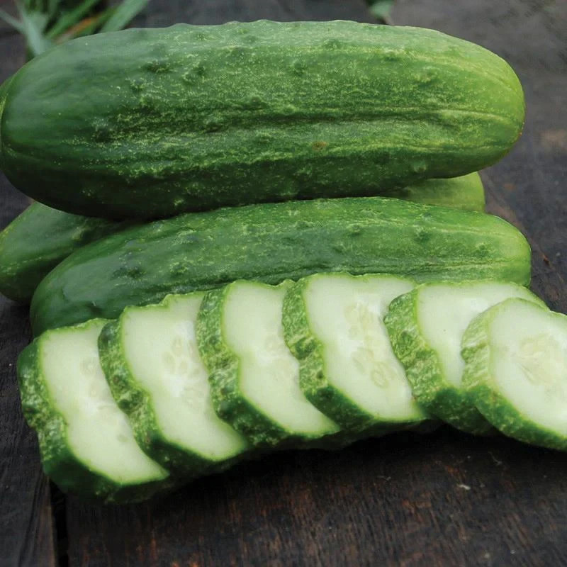 35 NATIONAL PICKLING CUCUMBER SEEDS ~ heirloomseedguy ~ NON-GMO ~ 2026