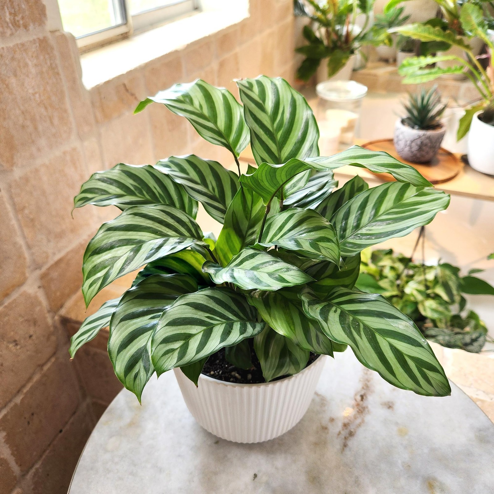 Plants For Pets Peacock Calathea Freddie Pet Friendly Prayer Decor In 6 White