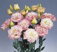 Lisianthus Echo Champagne 1,000 seeds