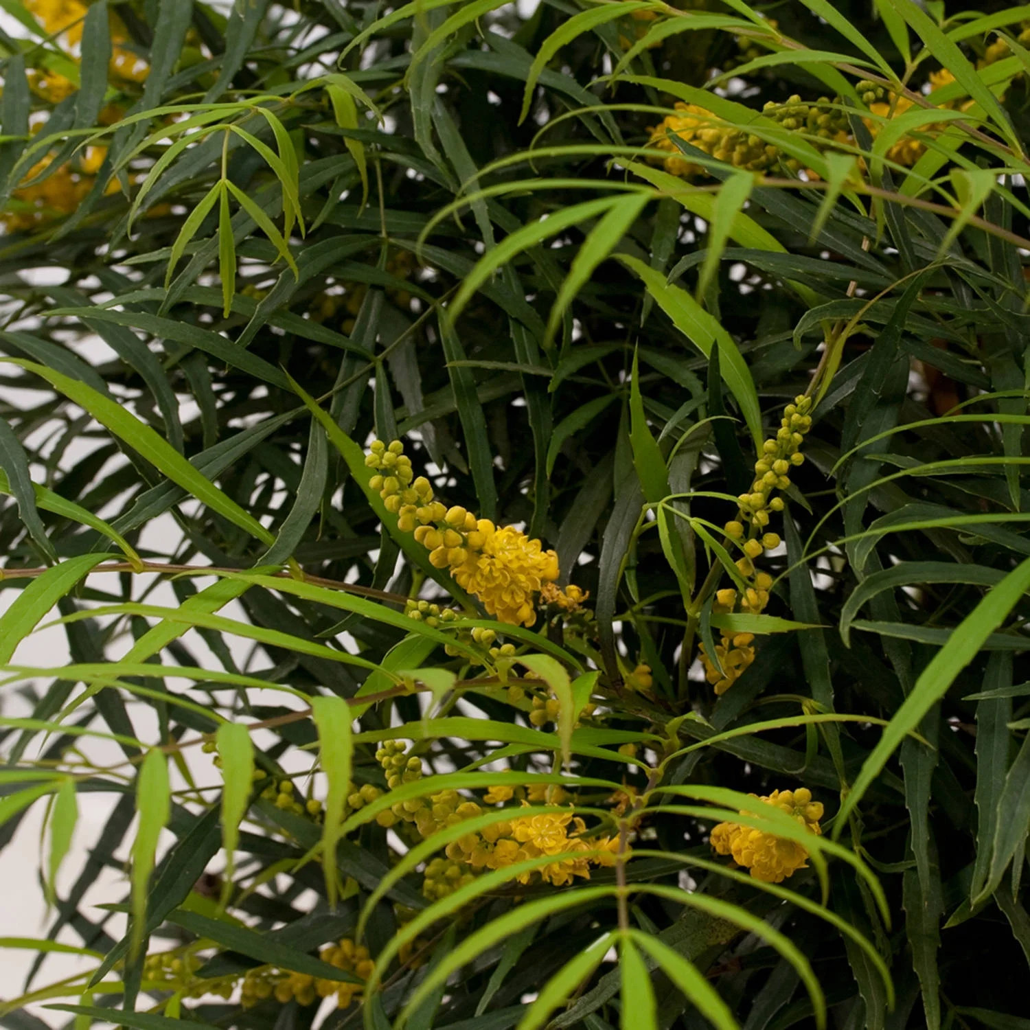 Soft Caress Mahonia Live Shrub in 2.5-Quart Grower Pot
