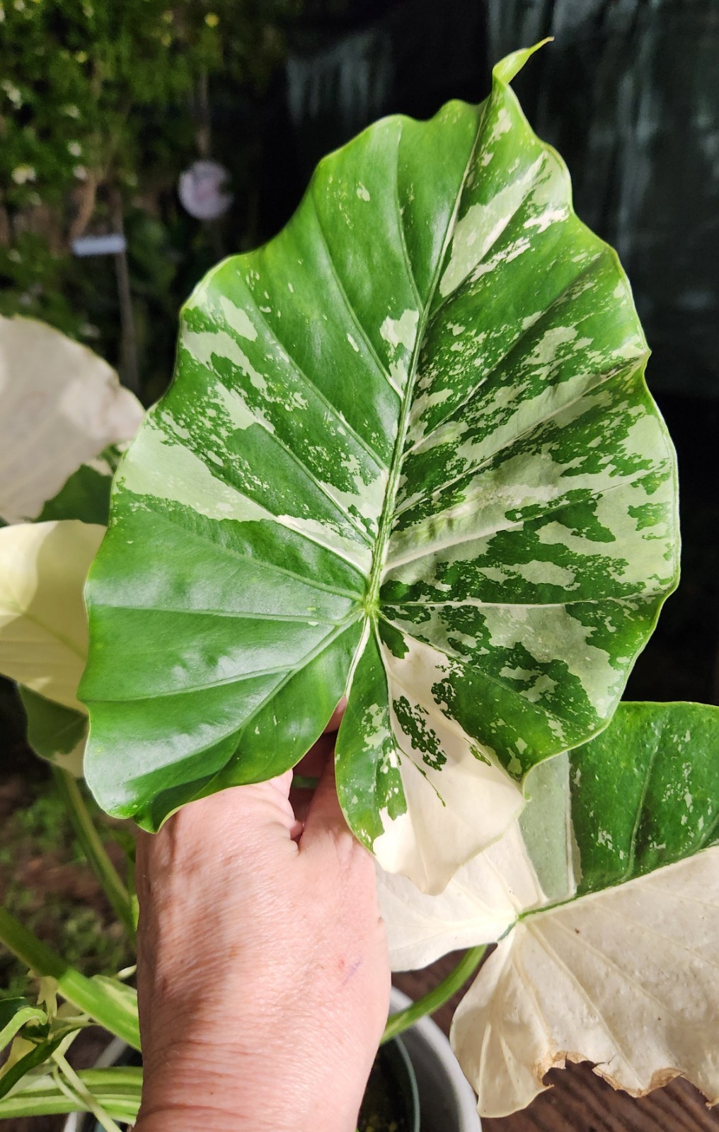 Alocasia gageana variegated plant in 6″ Pot 17″ – 22″ Tall 18″ – 19″ Wide
