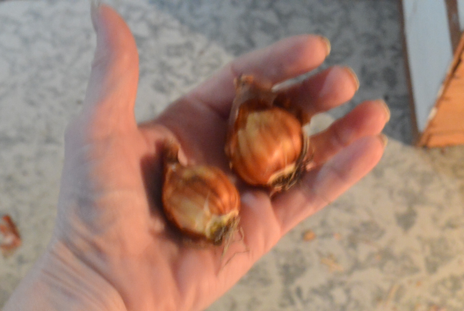 3 Miniature Daffodil BULBS ~ Mini Rock Gardens **Spring Planting