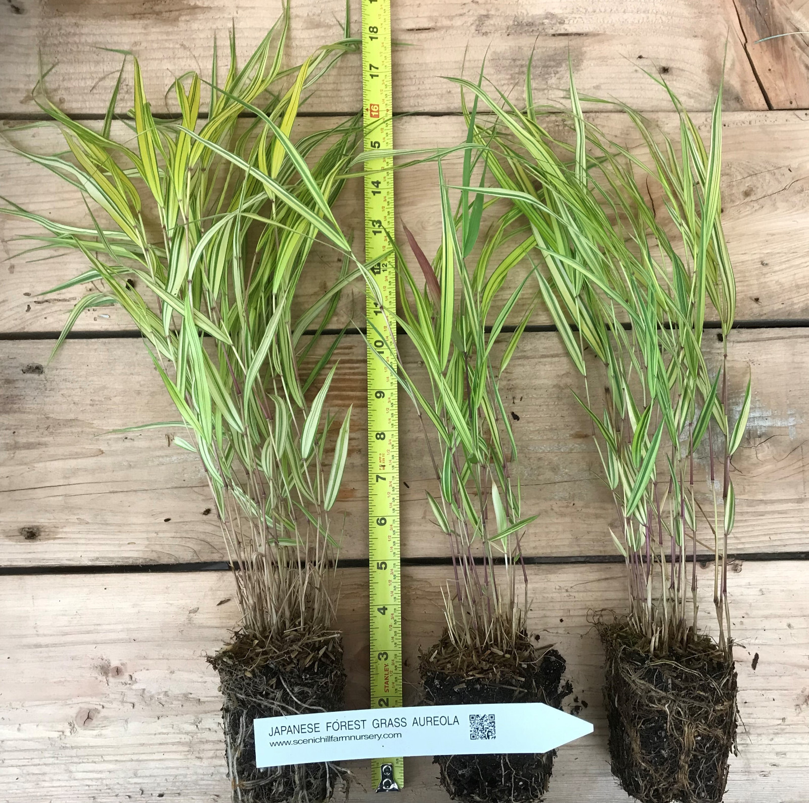 Japanese Forest Grass Plants – Hakonechloa macra- ‘aureola’ and ‘all gold’