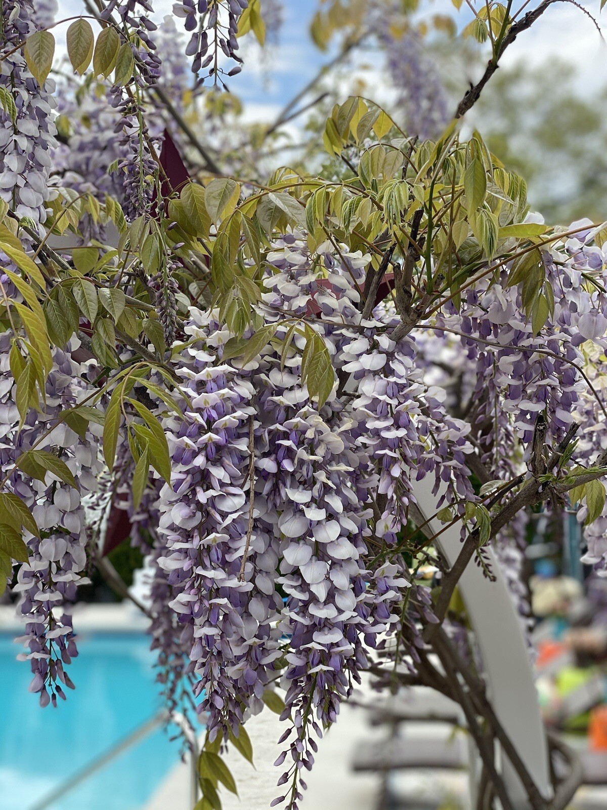 14 Chinese Purple Wisteria Seeds from my Own Vine