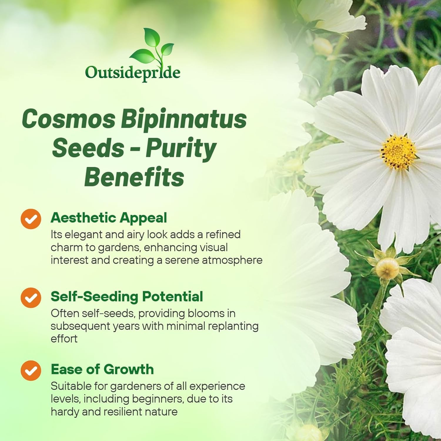 2000 Seeds Drought Tolerant Cosmos Bipinnatus Sensation Purity Garden Flower