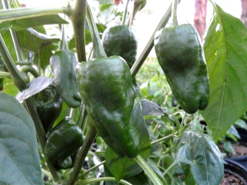 RARE✿ Spanish Heirloom Pimiento de Padron Hot Pepper 15 Seeds ●Vigorous Producer