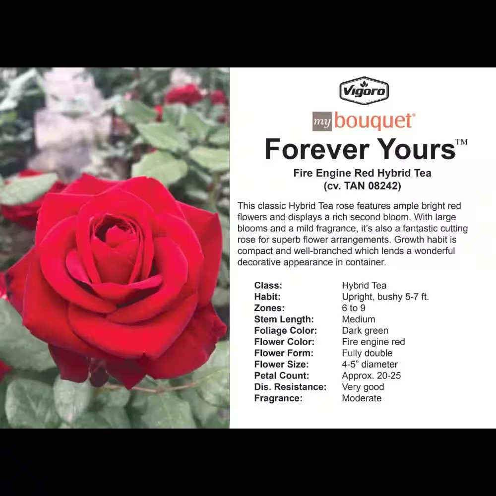 2 Gal. Forever Yours Rose with Red Flowers