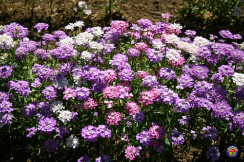 CANDYTUFT Flower Seeds, Iberis Umbellata, Mixed Colors,