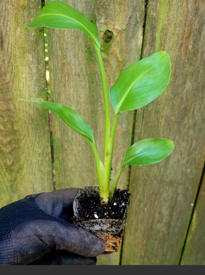 Strelitzia Bird Of Paradise Bundle White And Mandela’s Gold Live Starter Plants