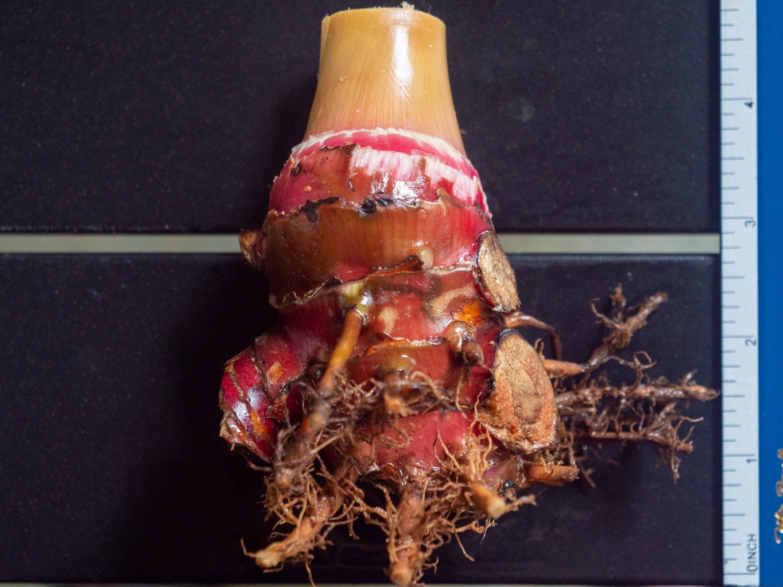 Red Hawaiian Ginger Rhizome (Alpinia Purpurata) Tropical Flower Ornamental