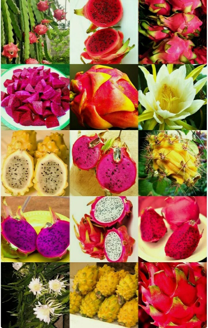 USA SELLER Dragon Fruit Mix (Red,purple, Yellow,White) 20+ seeds HEIRLOOM