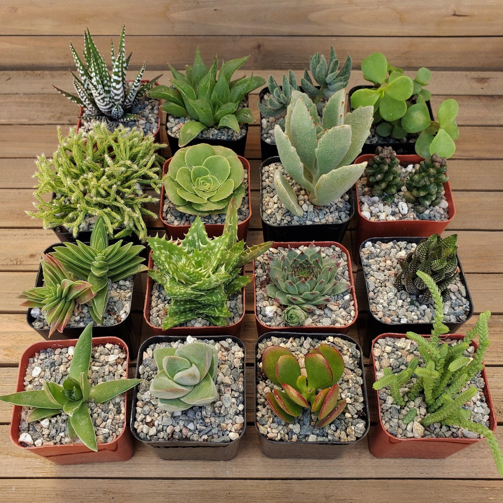 Green Garden 2-Inch Succulents (16-Pack) cactus Cacti Succulent real live plant