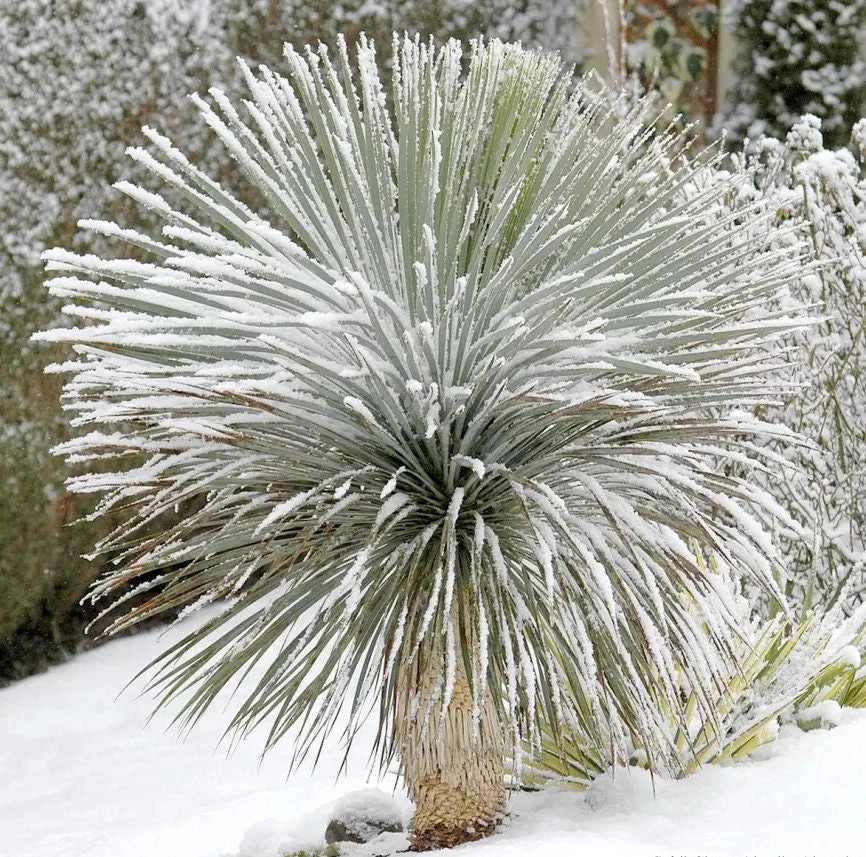 Yucca rostrata Oregon Blue ‘Beaked Yucca’ COLD HARDY