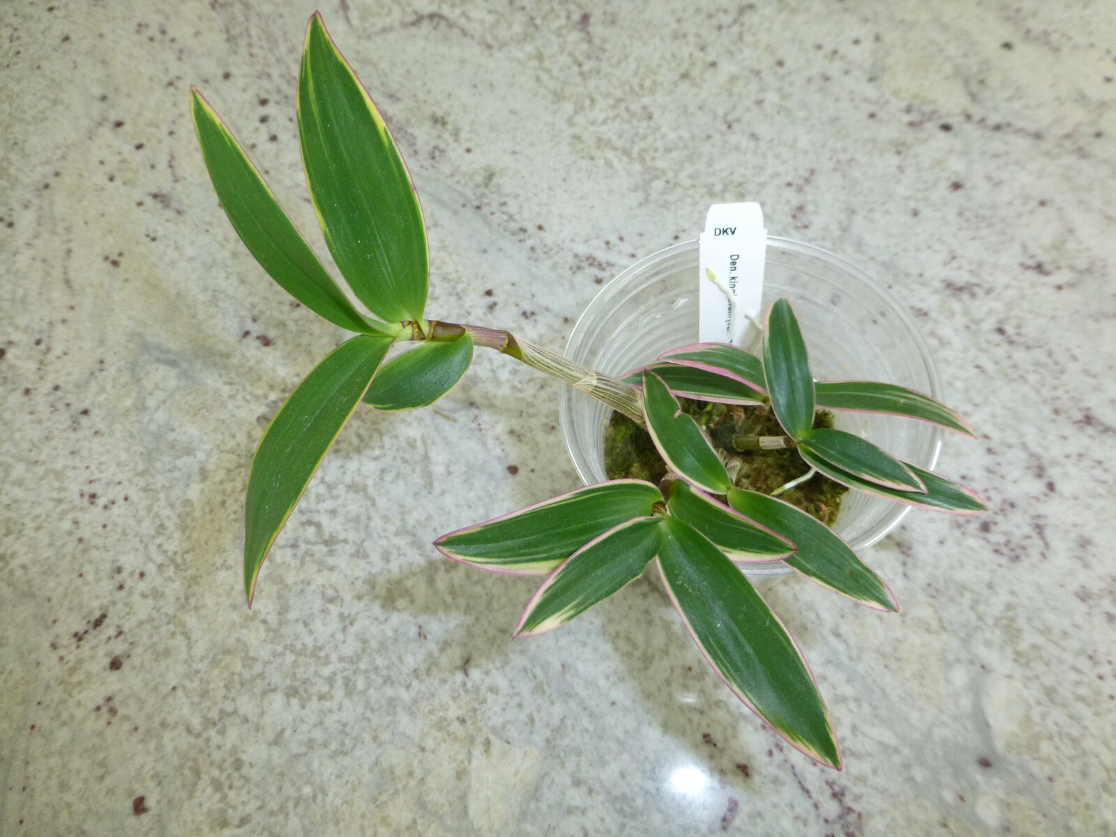 Fragrant Orchid Dendrobium Kingianum variegated Compact Grow In 3″ Pot