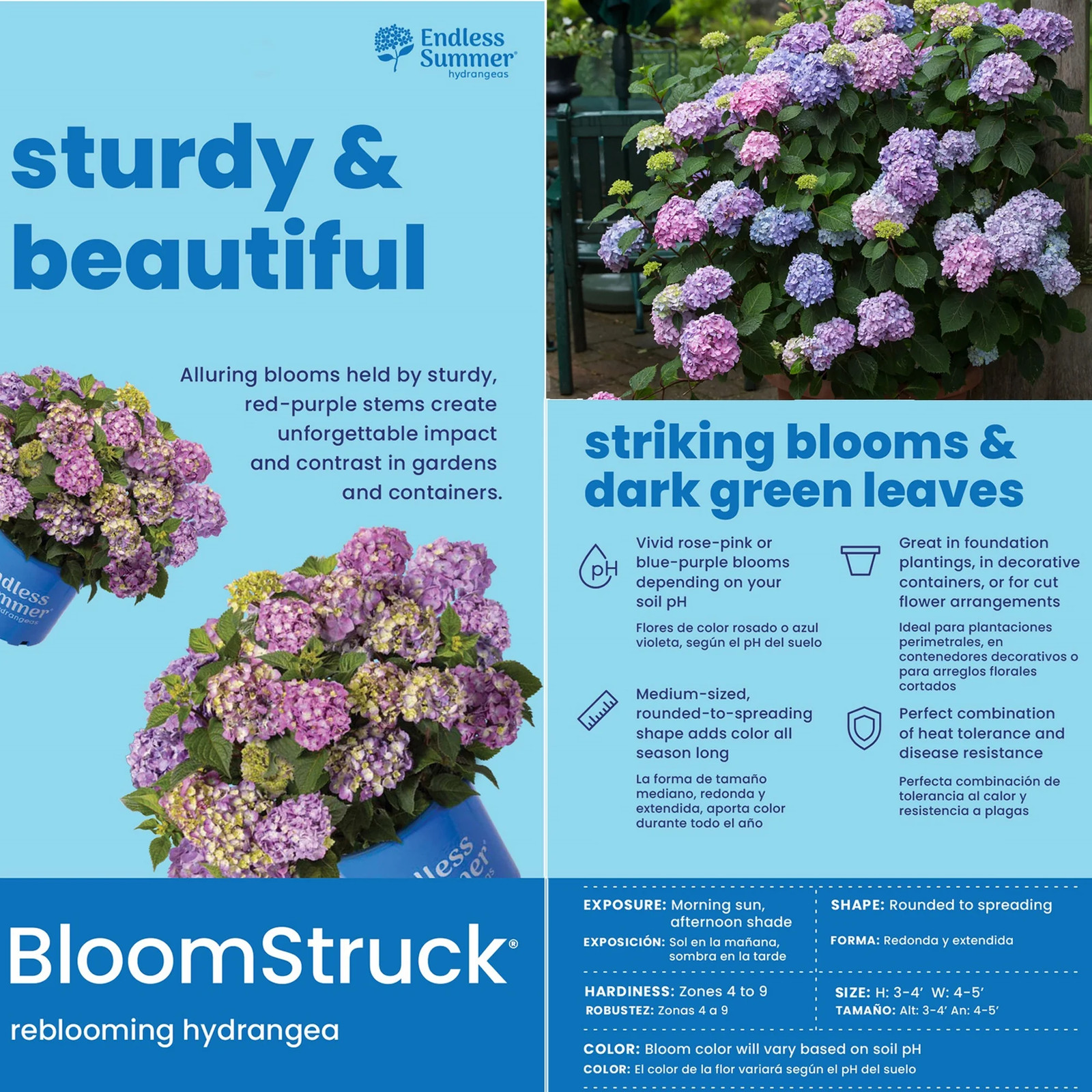 Endless Summer Bloomstruck Reblooming Hydrangea Live Shrub in 1-Gallon Grower Po