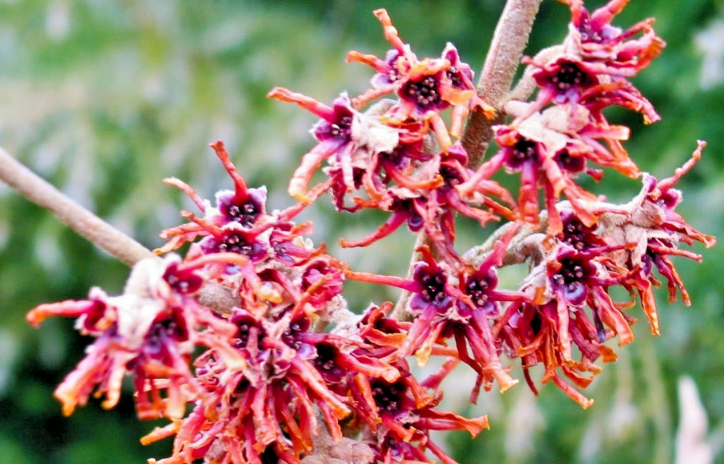 10 LANSING WITCH HAZEL SEEDS – Hamamelis vernalis ‘Lansing’