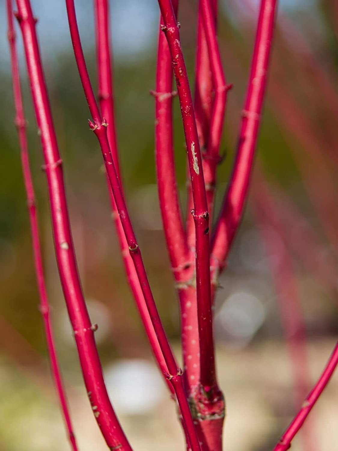 Bright Red Dogwood Cuttings to Plant – No Roots, Easy to Grow, Privacy and Lansc