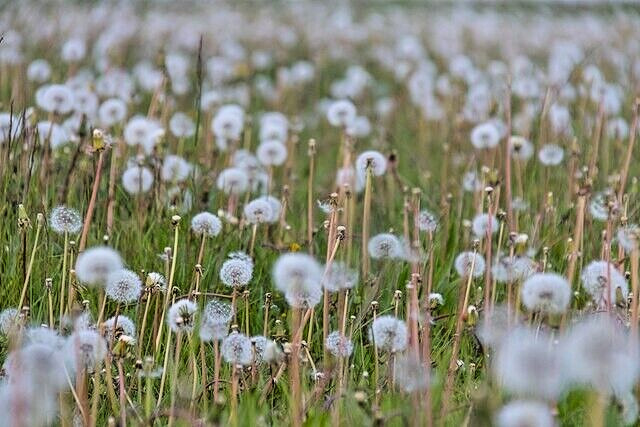 Dandelion 1000 seeds, herb, Taraxacum officinale, yellow daisy, EZ to grow.