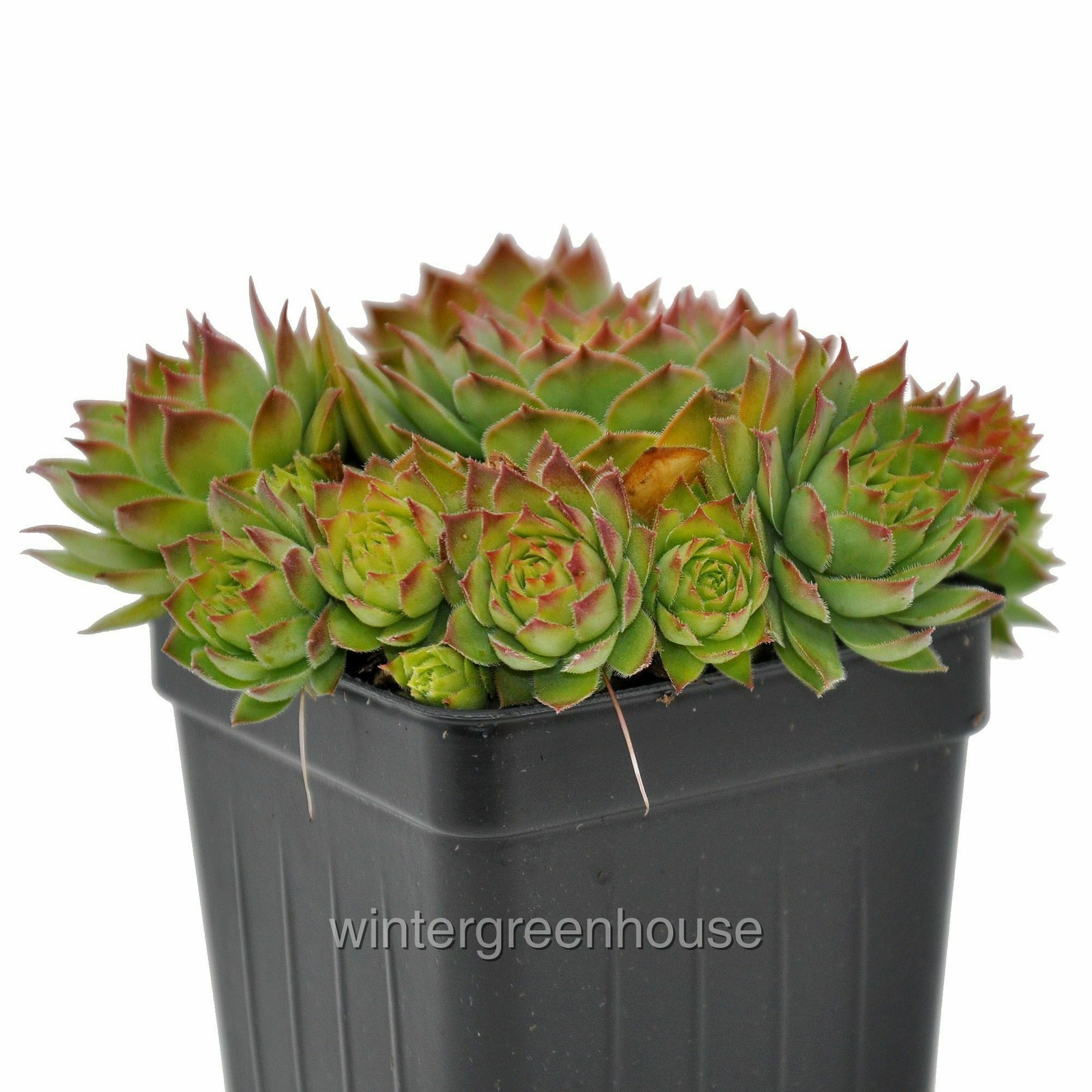 Sempervivum, Montfort, Hen and Chicks, Container Size: 3″ (2.6×3.5″)